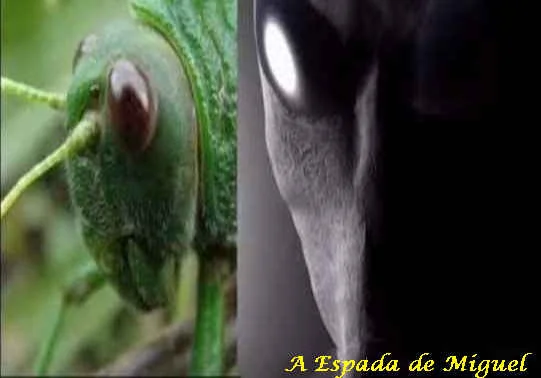 apocalipse-9-gafanhotos-alienigenas-greys