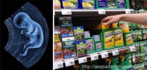 Herbicida Monsanto (RoundUp) prejudica a formação de fetos 2 formacao-fetos